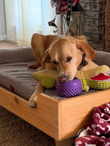 Customer photo review of FreezJumbo™ – Our Biggest & Toughest Enrichment Toy Ever