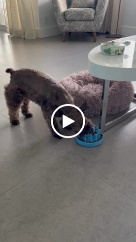 Customer photo review of FreezLava Heavy-Duty Enrichment Chew