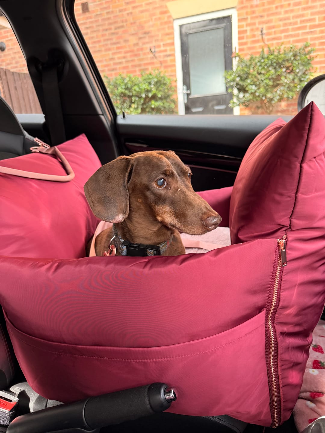 Customer photo review of Travel Dog Pod - Rosewood