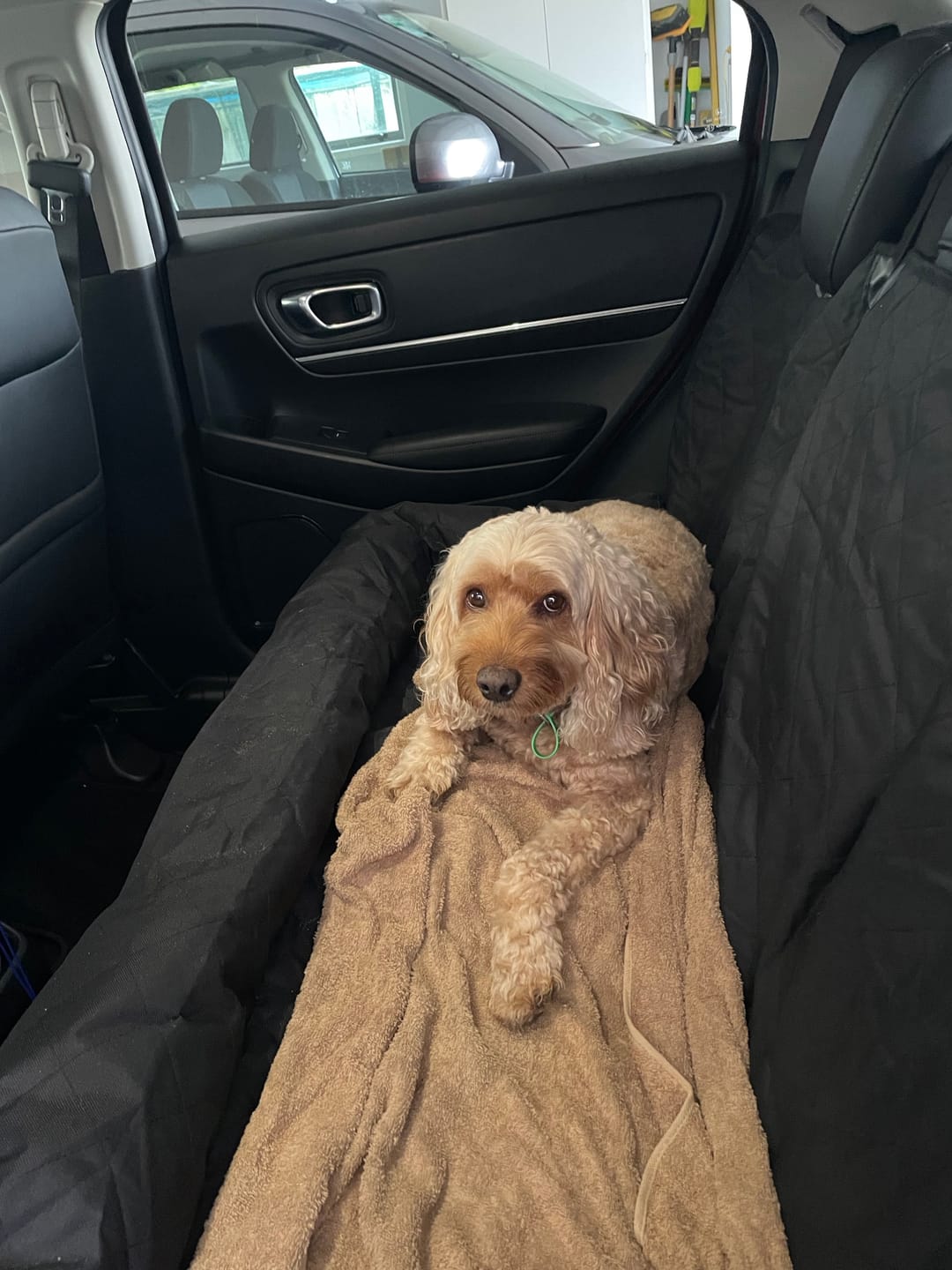Customer photo review of Car Seat Cover