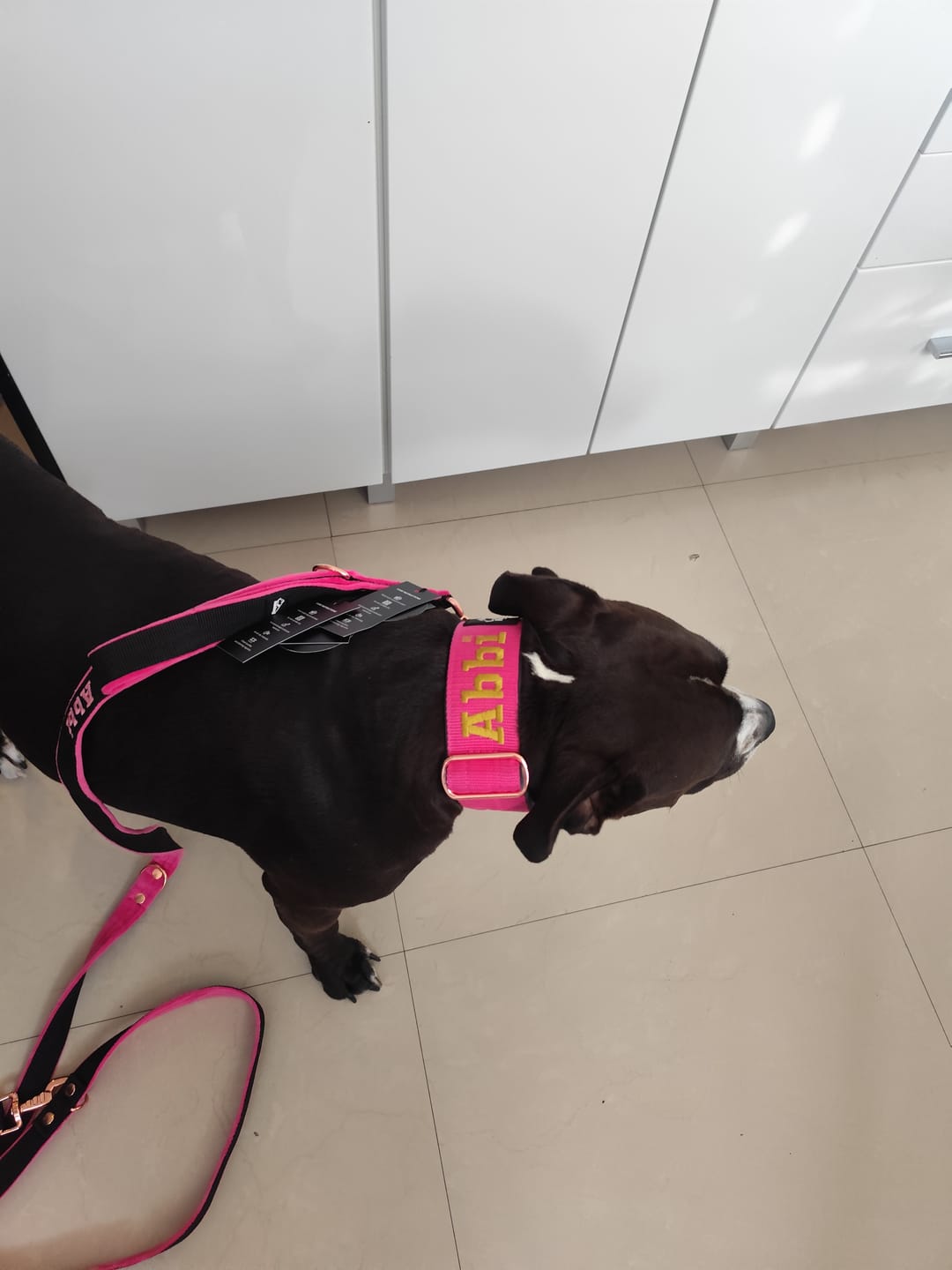 Customer photo review of Smycz przepinana dla psa z imieniem - Personal Multi Leash