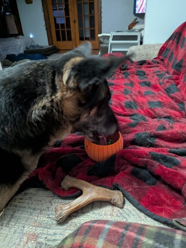 Customer photo review of FreezPumpkin Limited Halloween Edition Dog Toy