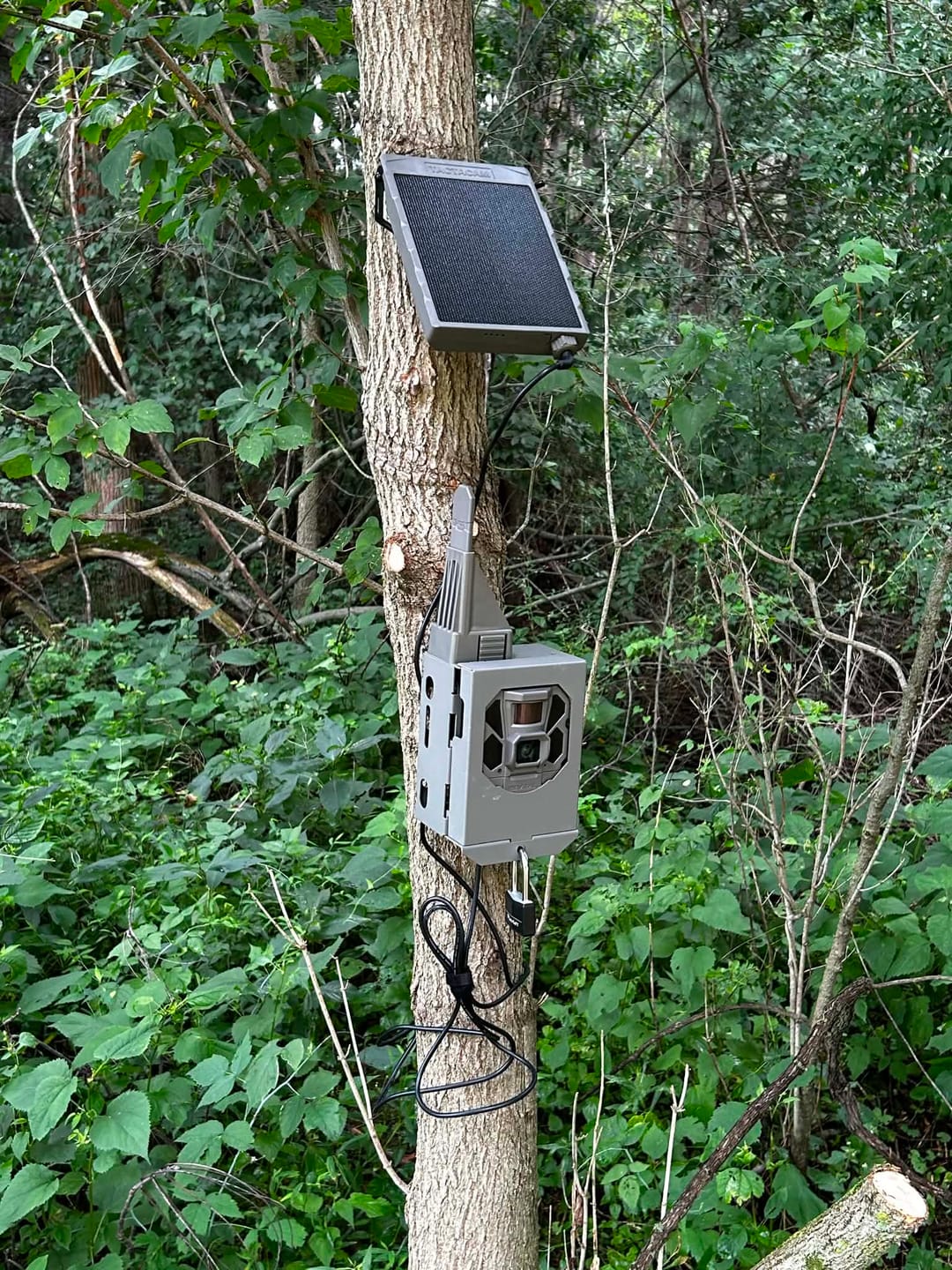 Customer photo review of Tactacam Solar Panel Lithium Battery Pack Bundle Ultimate Power Solution for Tactacam Cameras