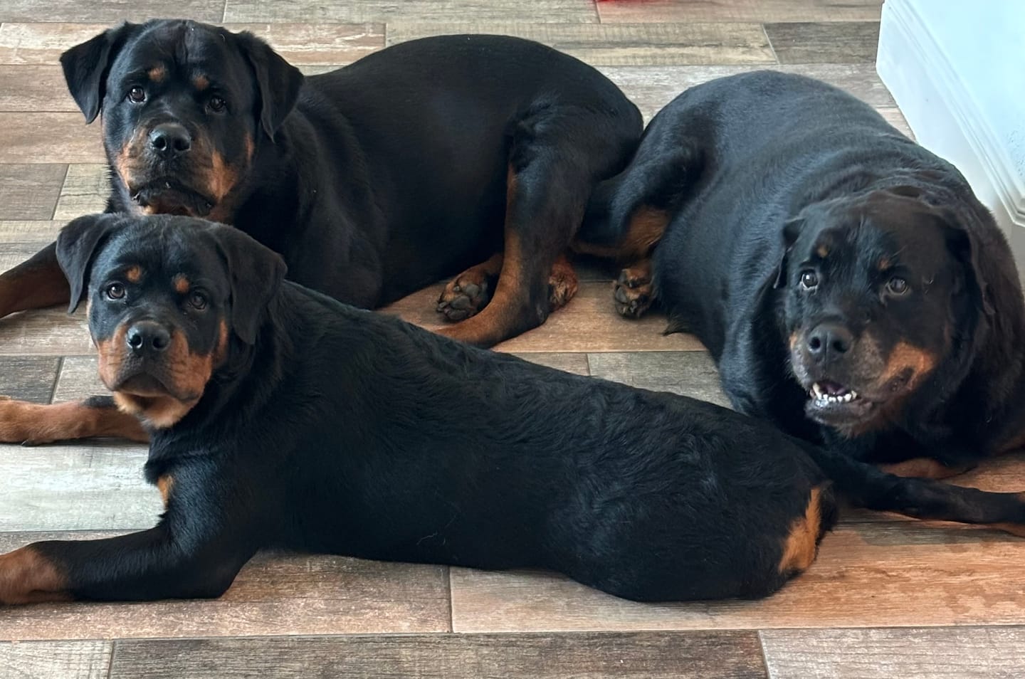 Customer photo review of OptiWize Collagen +Plus Dog and Cat Joint Health Supplement