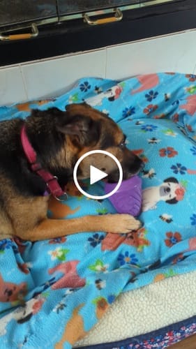 Customer photo review of FreezCone – The Ice-Cream–Shaped Enrichment Dogs Can’t Put Down