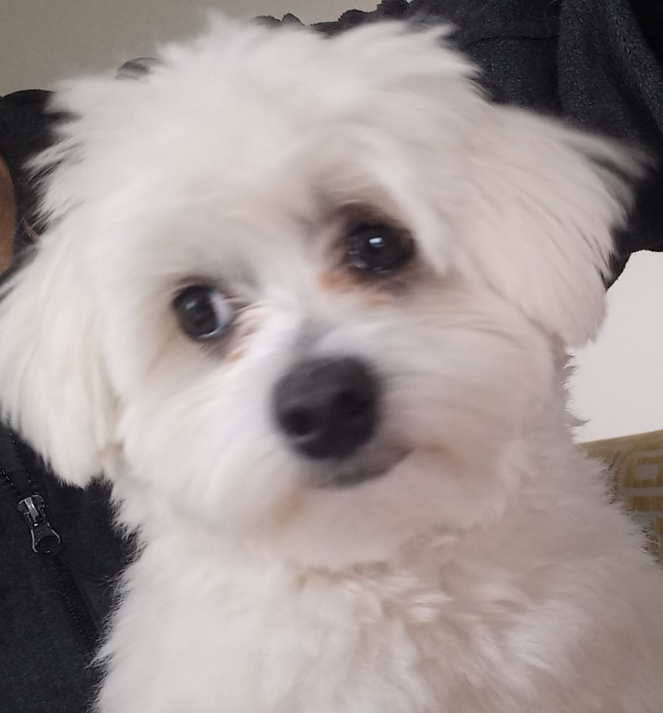 Customer photo review of NexGard SPECTRA for Small Dogs 3.6-7.5kg