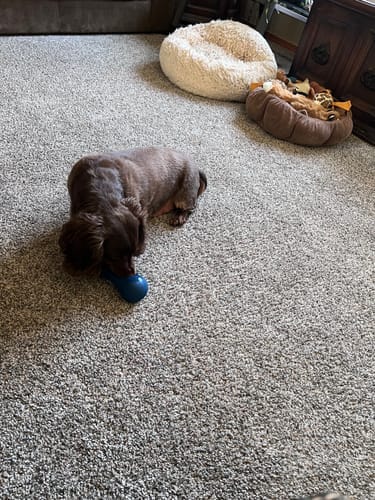 Customer photo review of Freezstick - Indestructible Enrichment Chew