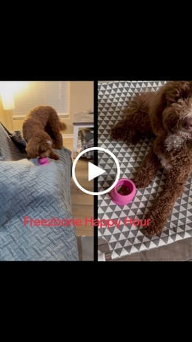 Customer photo review of FreezJumbo™ – Our Biggest & Toughest Enrichment Toy Ever