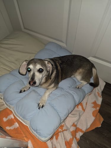 Customer photo review of Lune & Willow Pillow