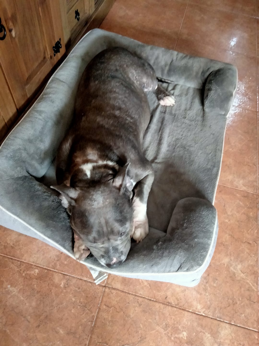 Customer photo review of Grain Free Light & Senior