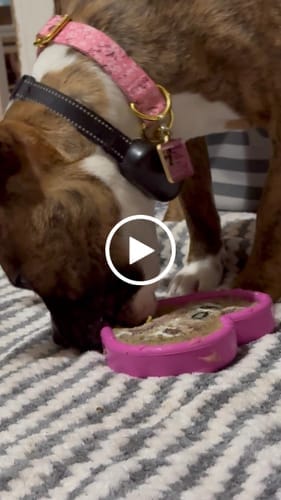 Customer photo review of Freez Doughnut - Super Durable Treat Toy
