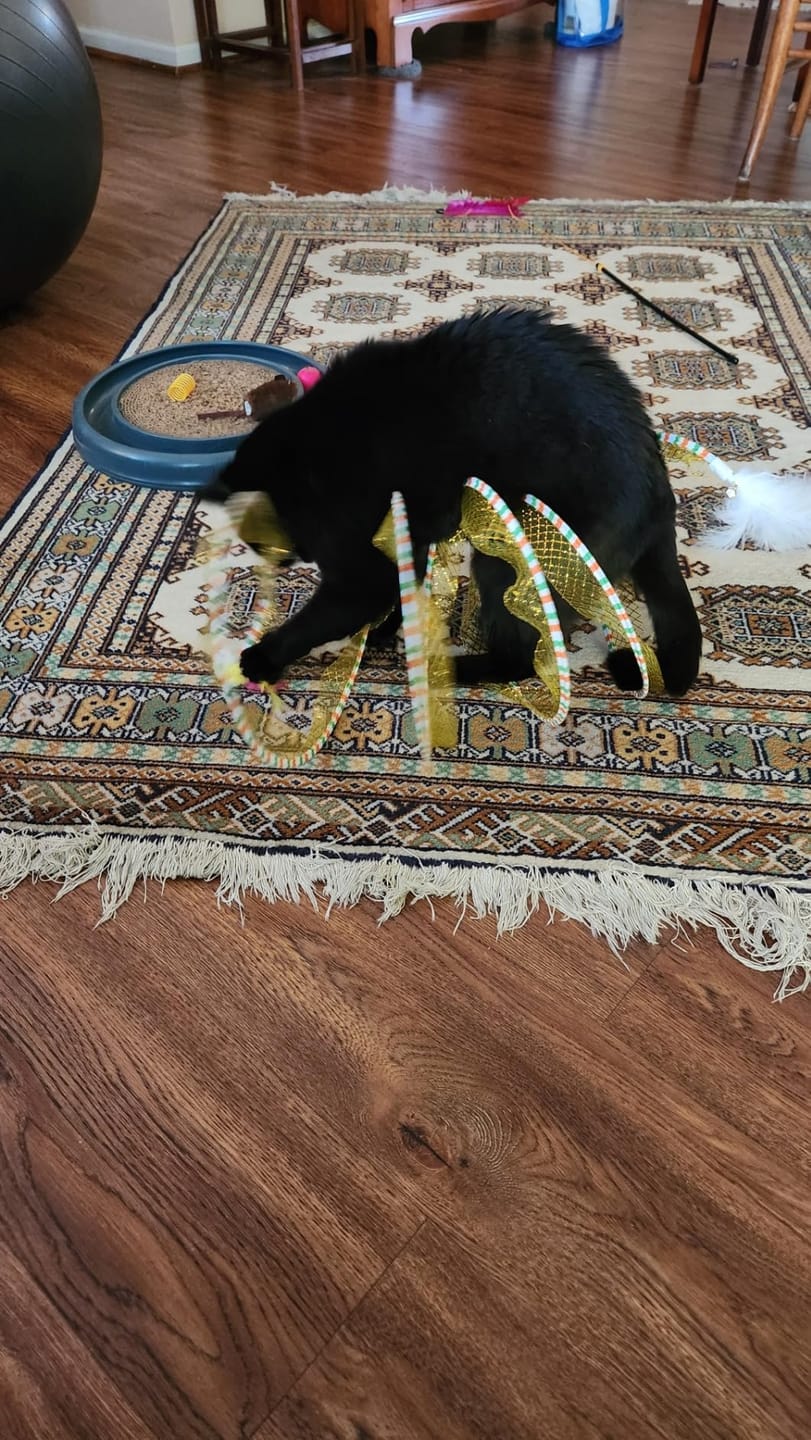 Customer photo review of Coil Chase™ Foldable Spiral Cat Toy