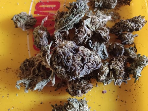 White Rhino - Bulk - Indica photo review