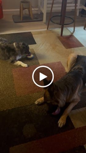 Customer photo review of Freez Doughnut - Super Durable Treat Toy