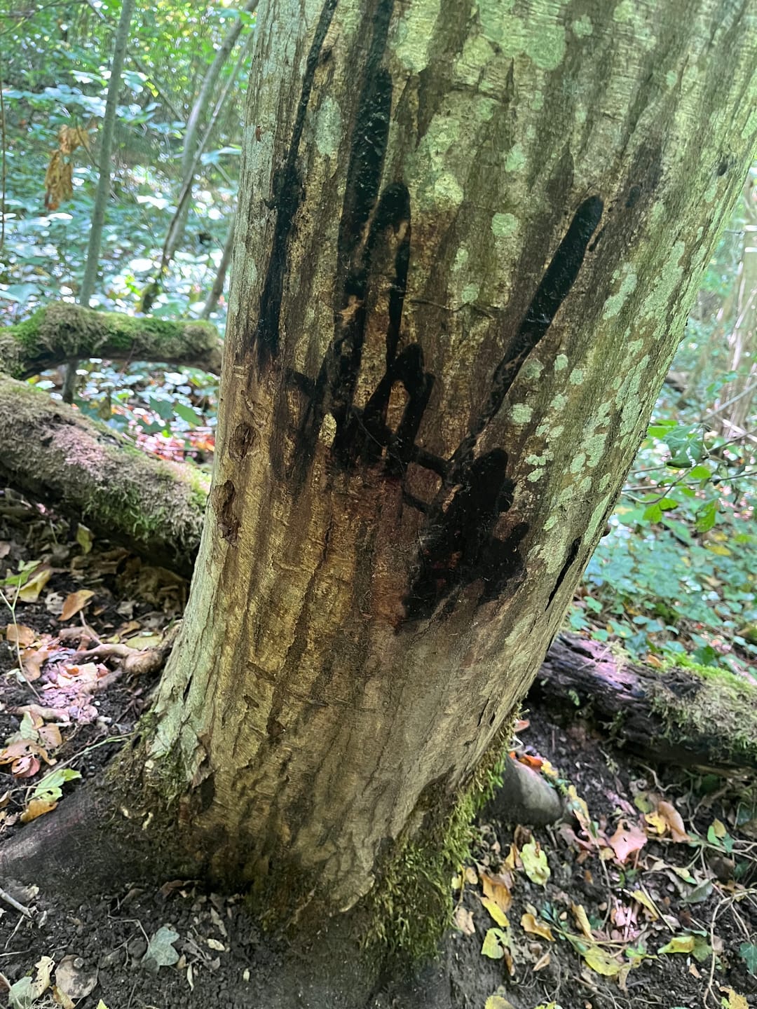 Customer photo review of Salzspray Anis - Lockmittel Rehwild, Schwarzwild, Rotwild und Damwild