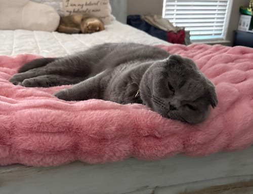 Reviewer's cat sleeping comfortably on the plush, pink Hugs Cookie Pink Blanket spread on a bed.
