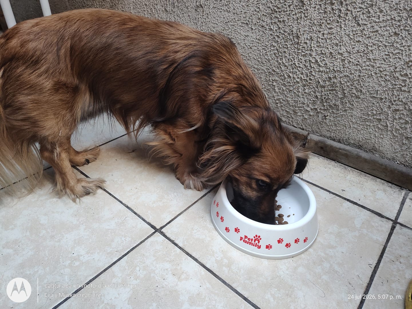 Customer photo review of Plato para Perros PetFamily