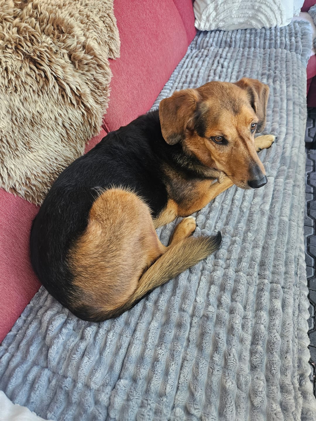 Customer photo review of PetLounge I Premium Sofa-Schutz