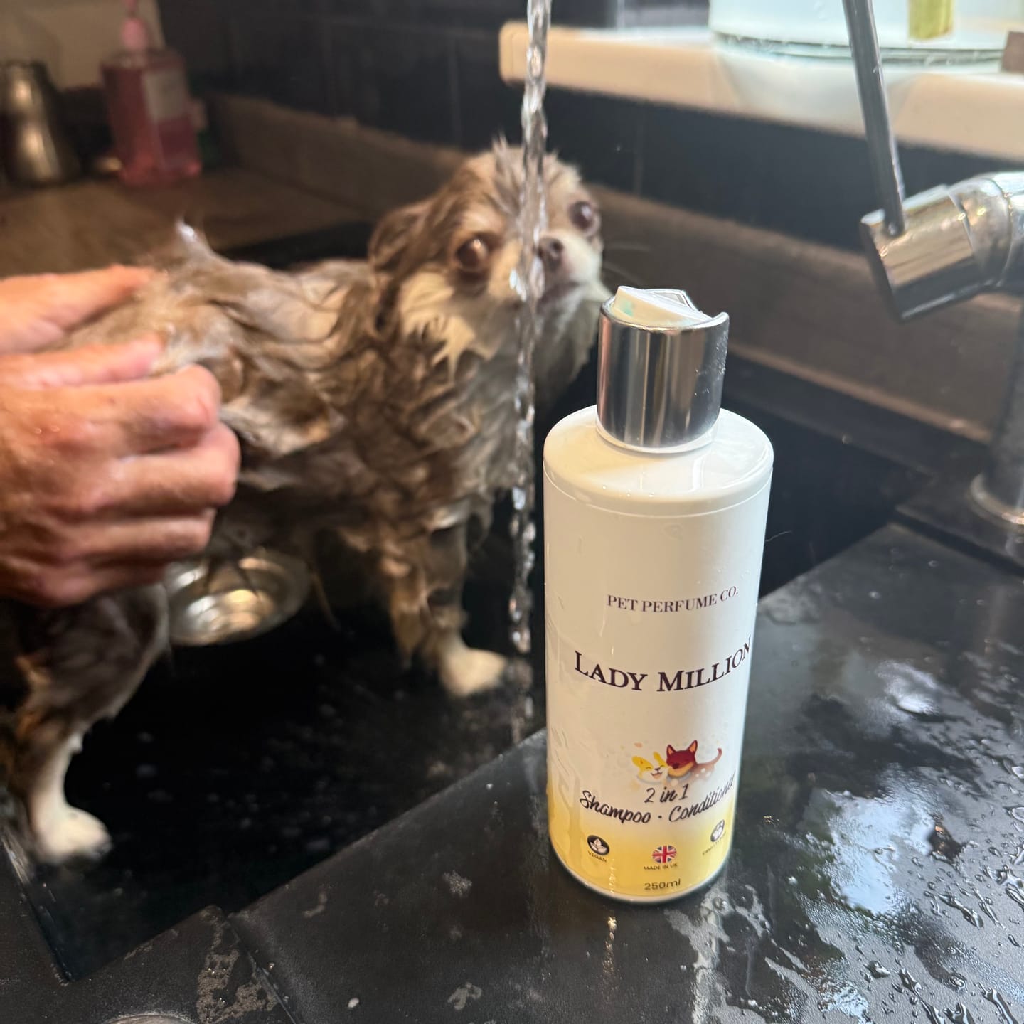Customer photo review of Lady Million Dog Shampoo