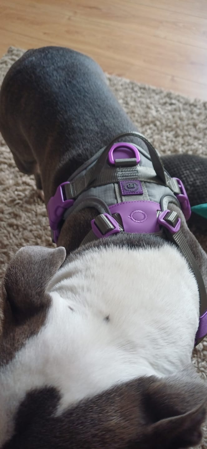 Customer photo review of Anti Pull Hurricane Harness Lighter | With Handle - Purple X Metal Grey
