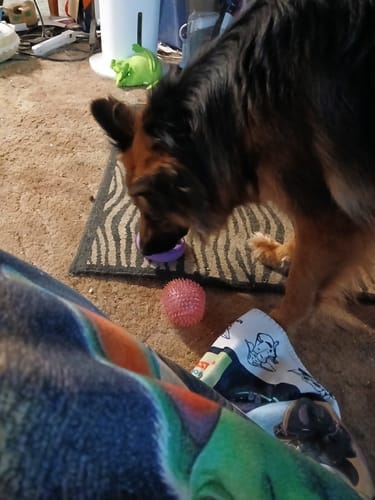 Customer photo review of Freez Doughnut - Super Durable Treat Toy