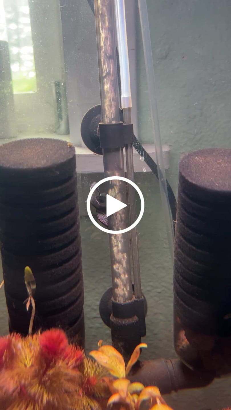 Customer video review of Veiltail Black Dragon Betta Fish (Female)