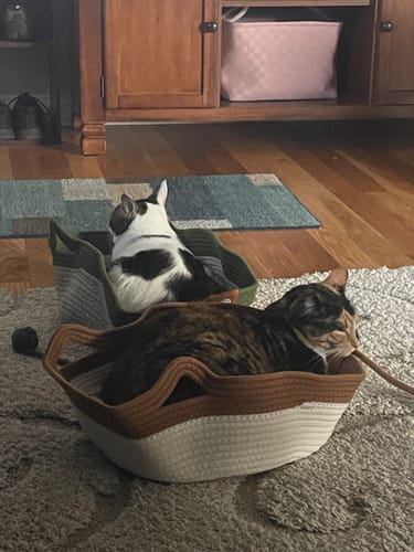 Customer photo review of Instinct Basket | Meet the first research-backed natural territory for indoor cats