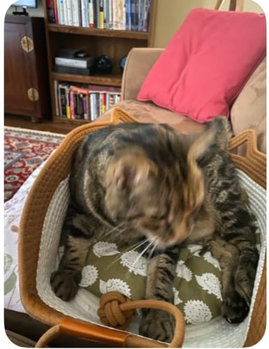 Customer photo review of Instinct Basket | Meet the first research-backed natural territory for indoor cats