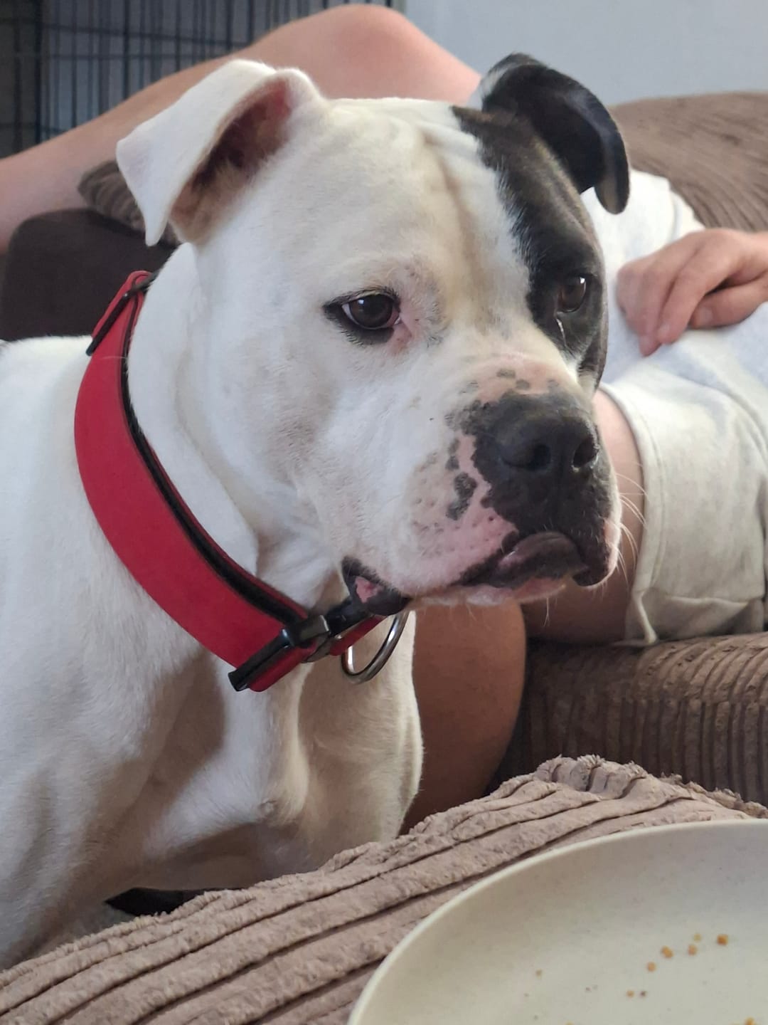 Customer photo review of Performance collar with handle 5CM - Red