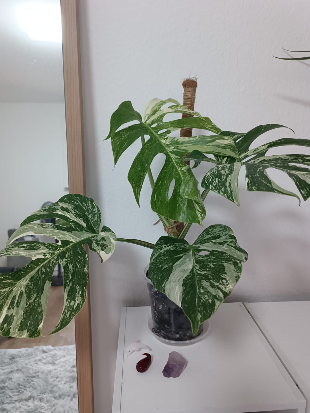 Customer photo review of Monstera Deliciosa Variegata