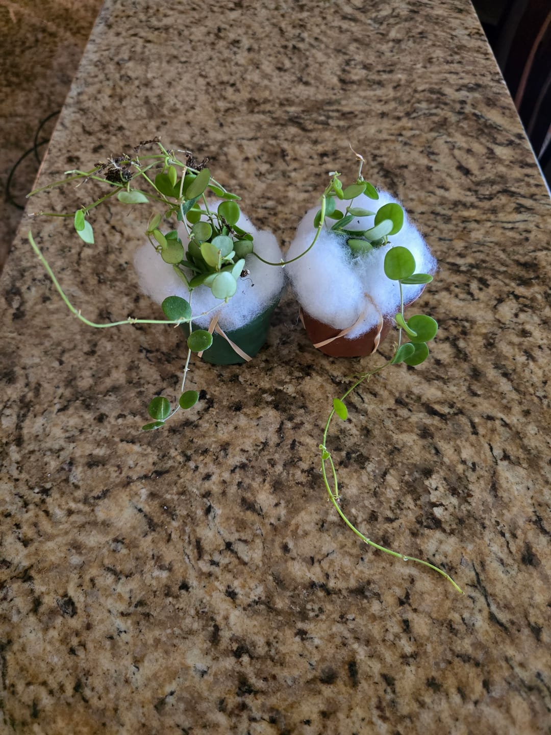 Customer photo review of Hoya serpens