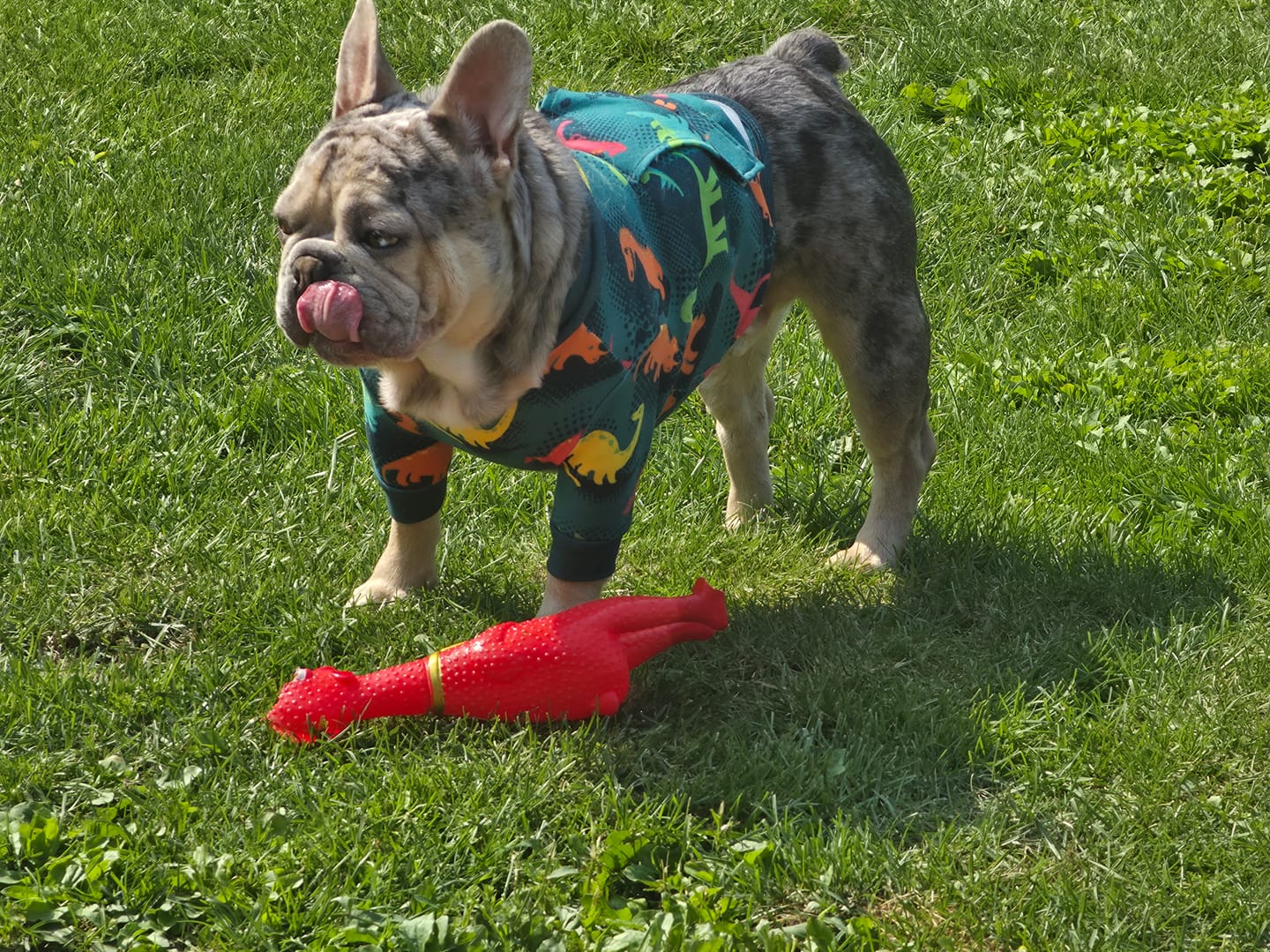 Customer photo review of Dog Surgical Suit  2-pack