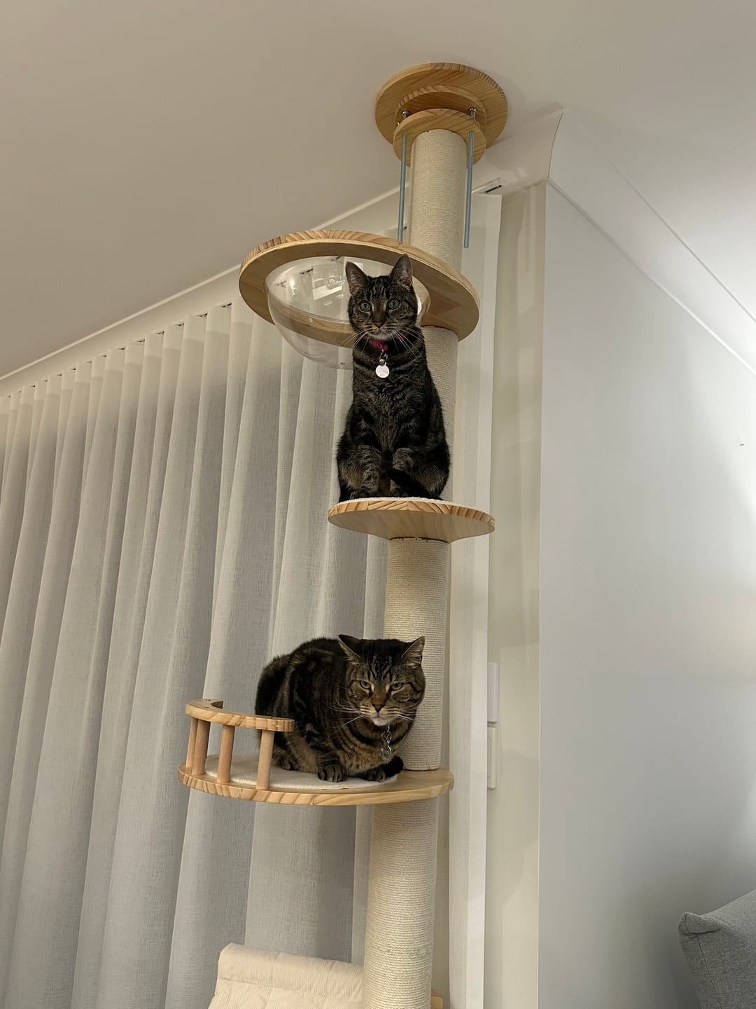 Customer photo review of Solid Wood Adjustable Ceiling-Mounted Cat Tower - Style B