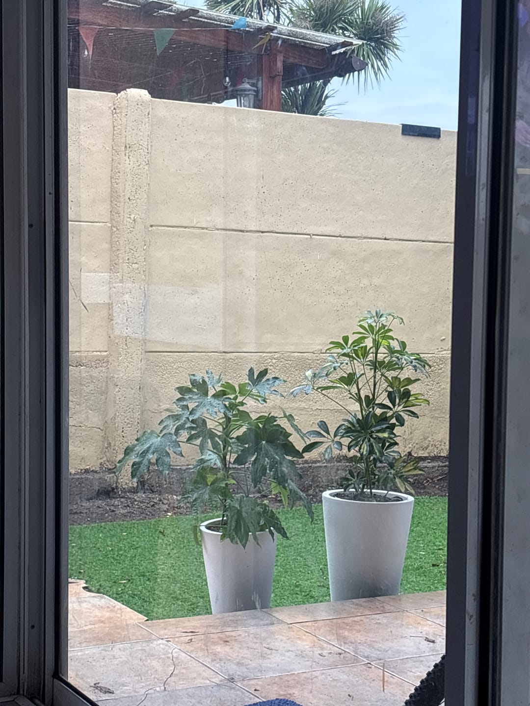 Customer photo review of Sucu Box - Pack 6 suculentas