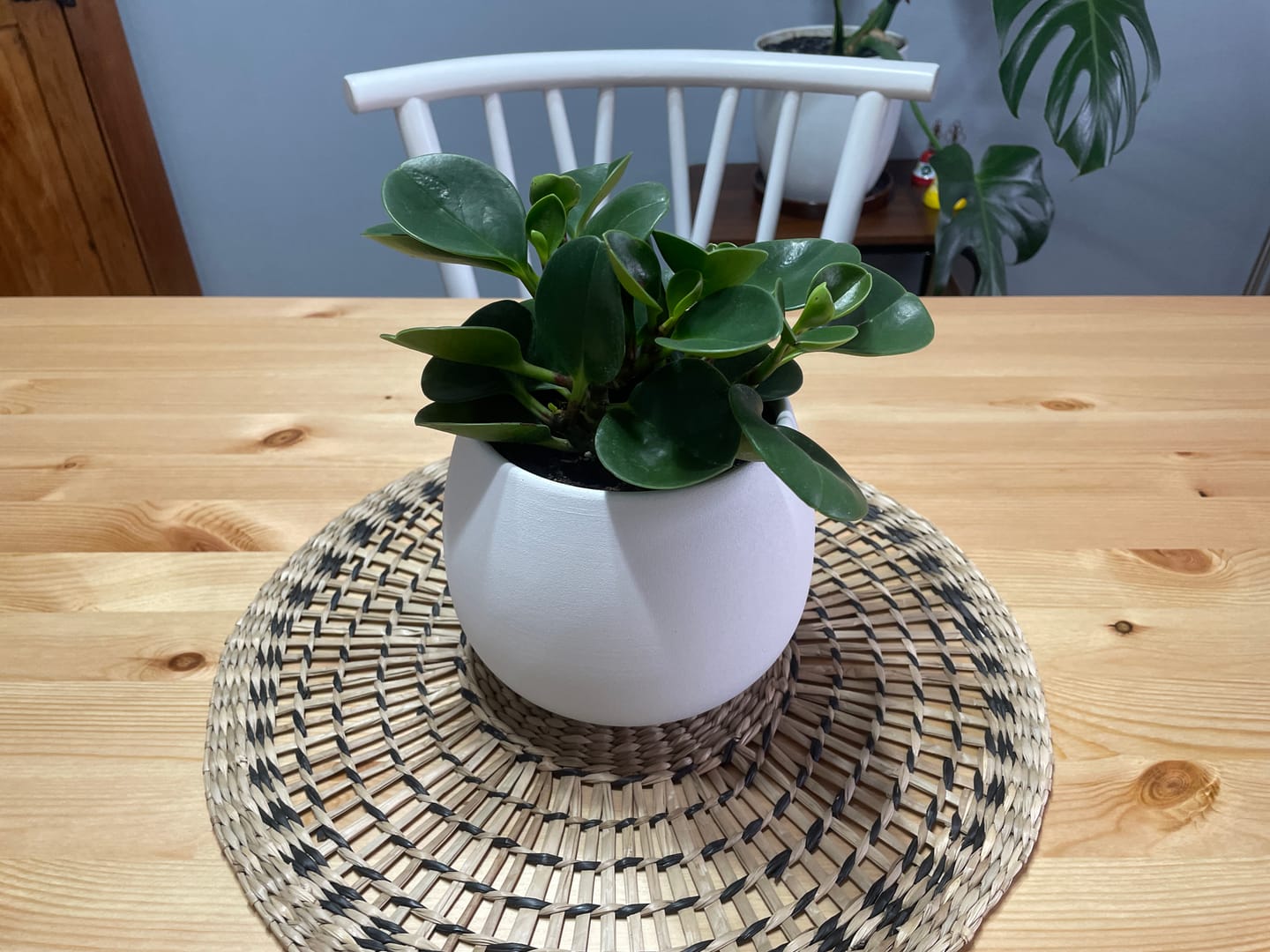 Customer photo review of Peperomia Obtusifolia verde