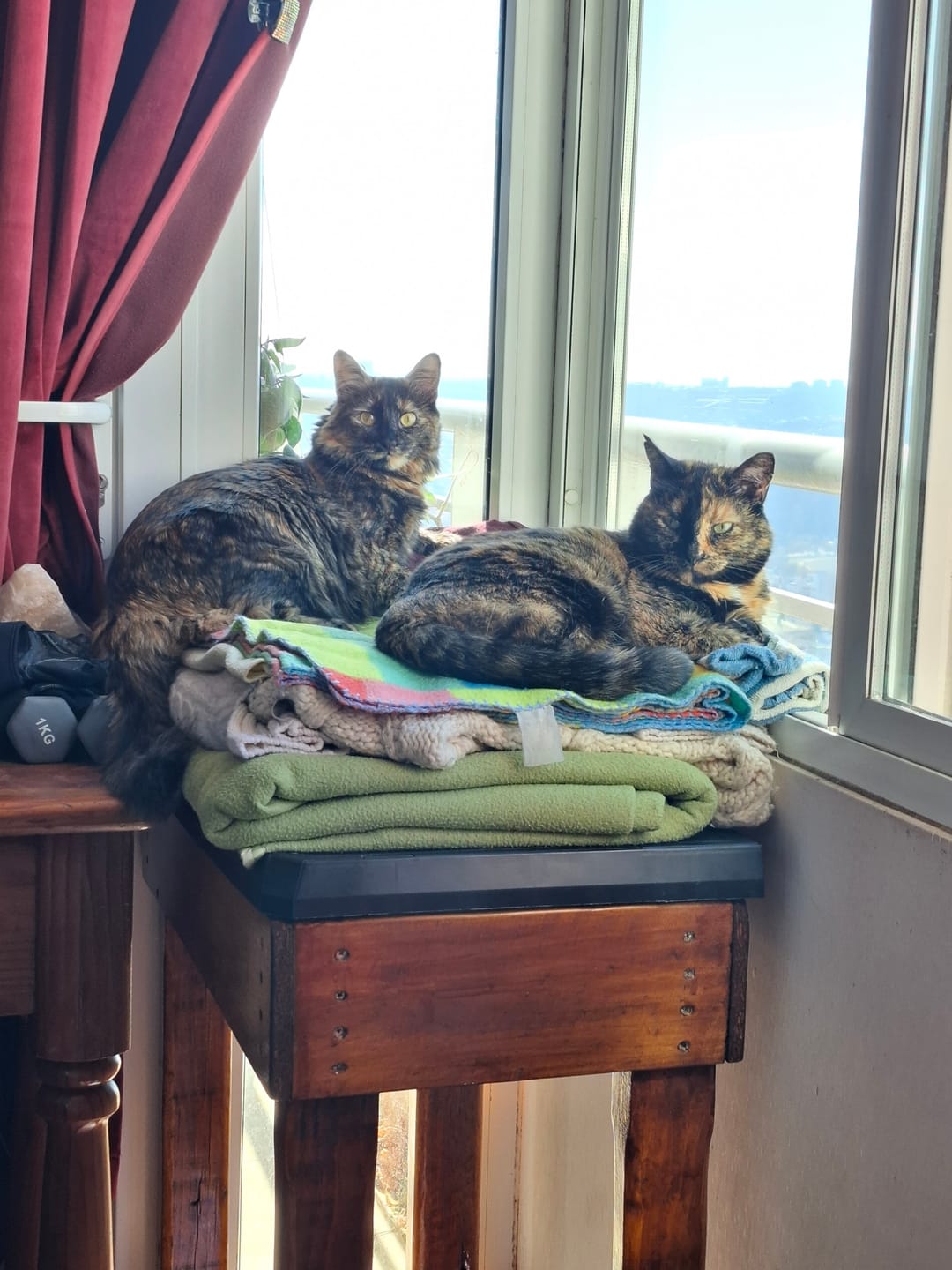 Customer photo review of LEONARDO GATO ADULTO MAXI 7,5 Kg