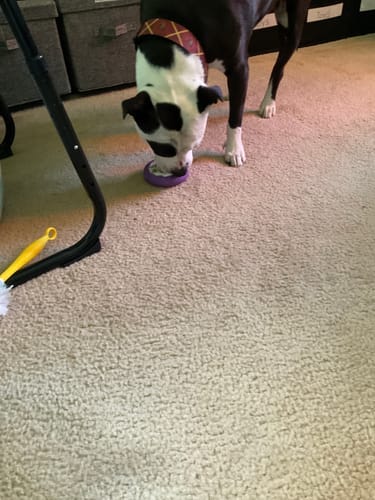 Customer photo review of Freez Doughnut - Super Durable Treat Toy
