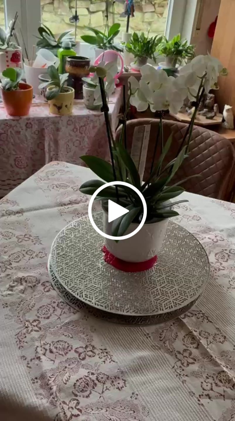 Customer video review of Duftorchideen Table Dance im 3er Set mit 2 Rispen