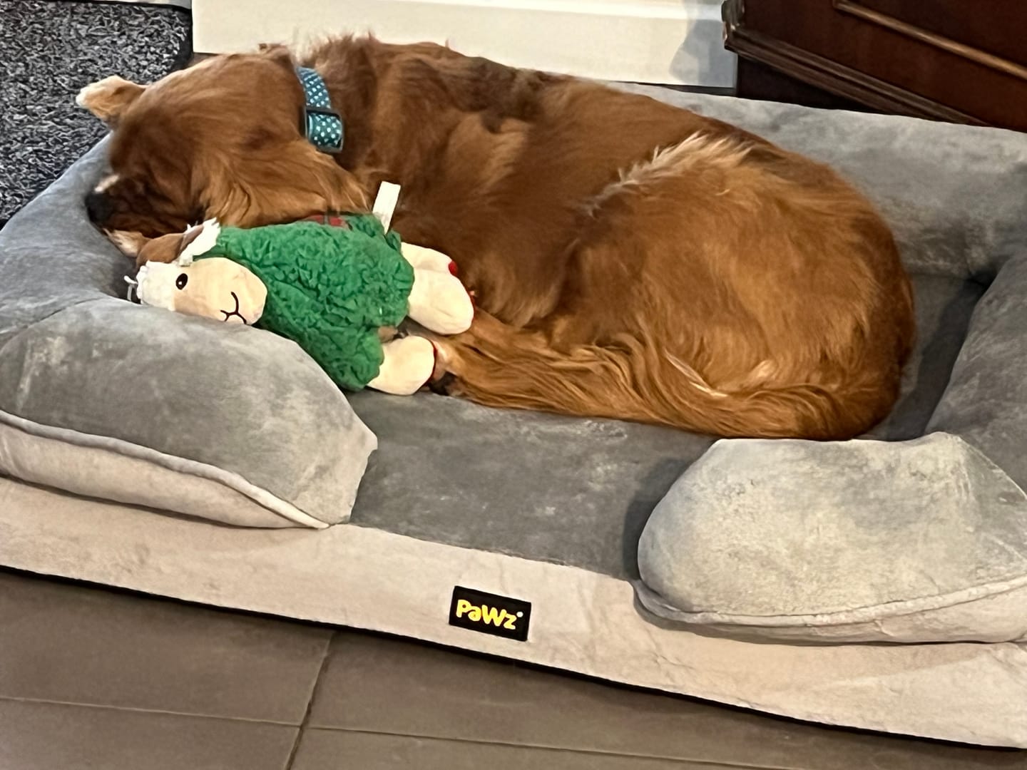 Customer photo review of Memory Foam Pet Sofa Bed