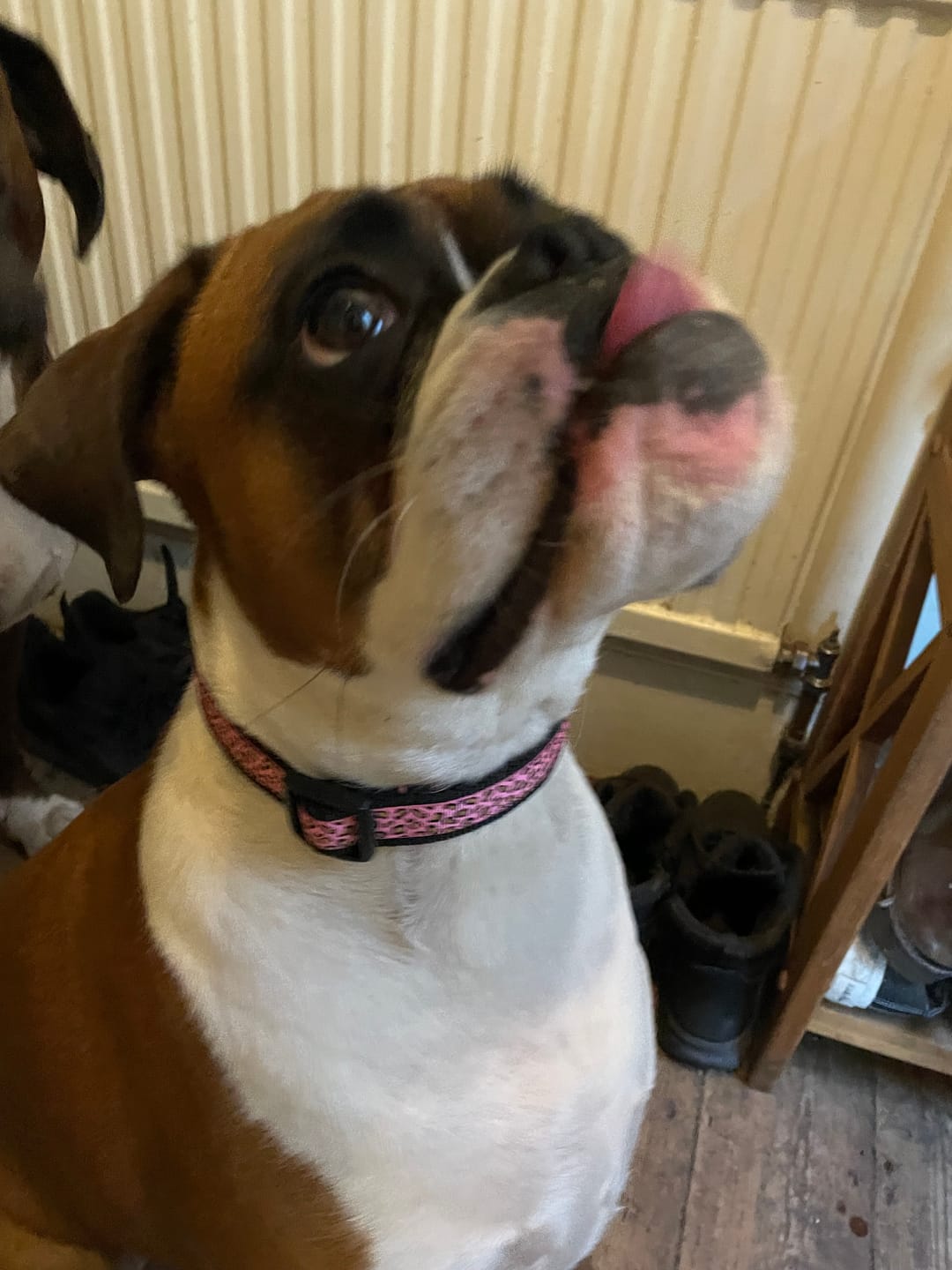 Customer photo review of Pink Leopard Print Dog Collar