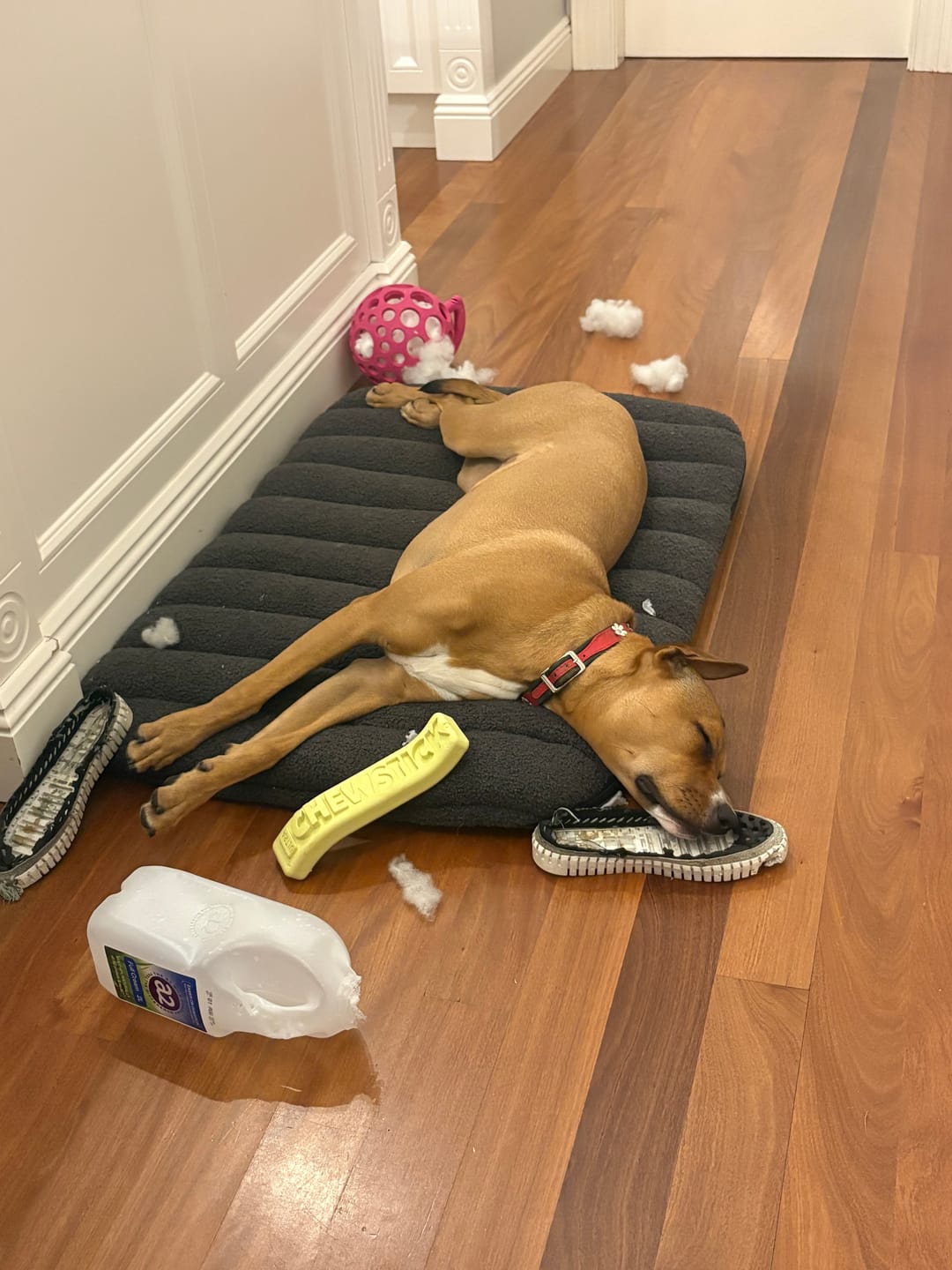 Customer photo review of Orthopedic Dog Bed – Egg Foam, Waterproof & Washable