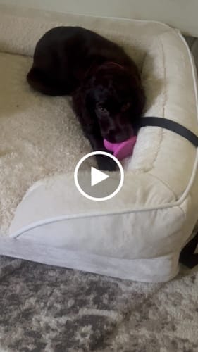 Customer photo review of FreezBall Bundle — Best value on the most-loved bones