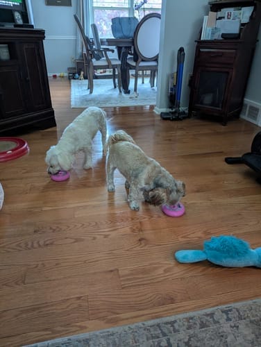 Customer photo review of Freez Doughnut - Super Durable Treat Toy
