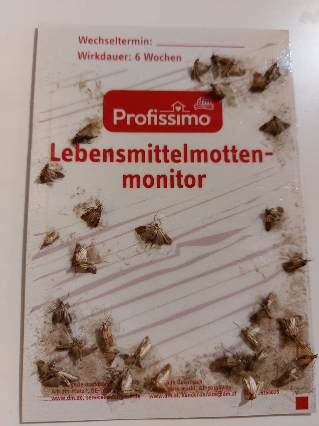 Customer photo review of Schlupfwespen gegen Lebensmittelmotten