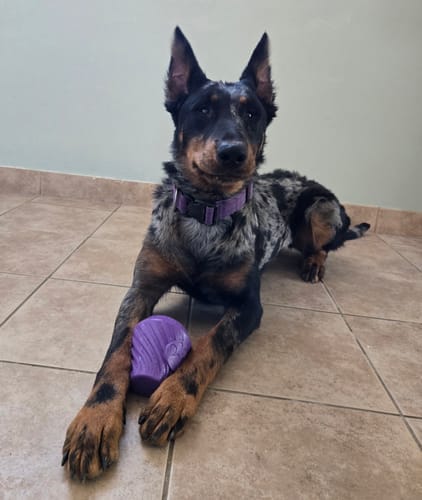 Customer photo review of FreezCone – The Ice-Cream–Shaped Enrichment Dogs Can’t Put Down