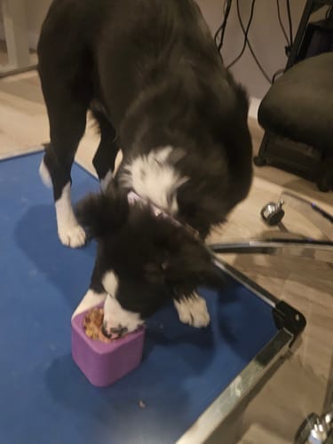 Customer photo review of Freezbox - Super Tough Treat Toy