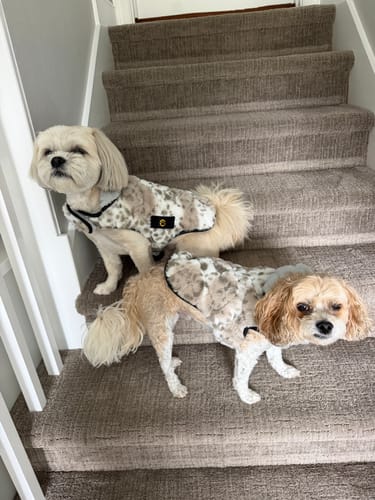 Customer's two small dogs wearing the plush Sandra/Light Gray Pet Vest on a staircase.