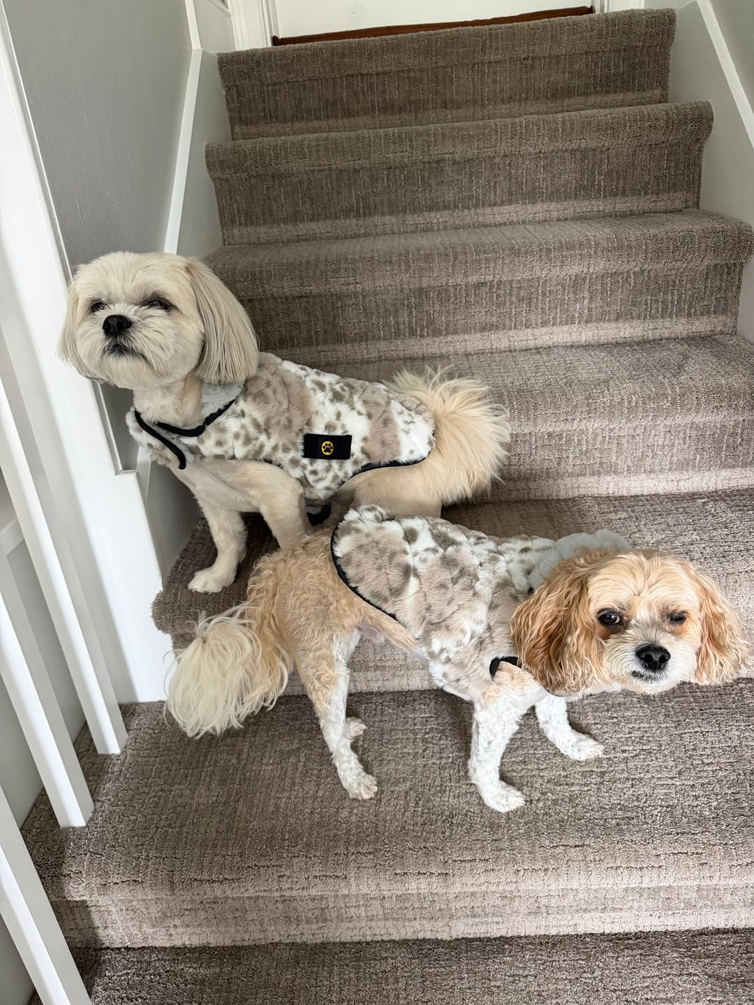Customer photo review of Pet Vest - Sandra/Light Gray