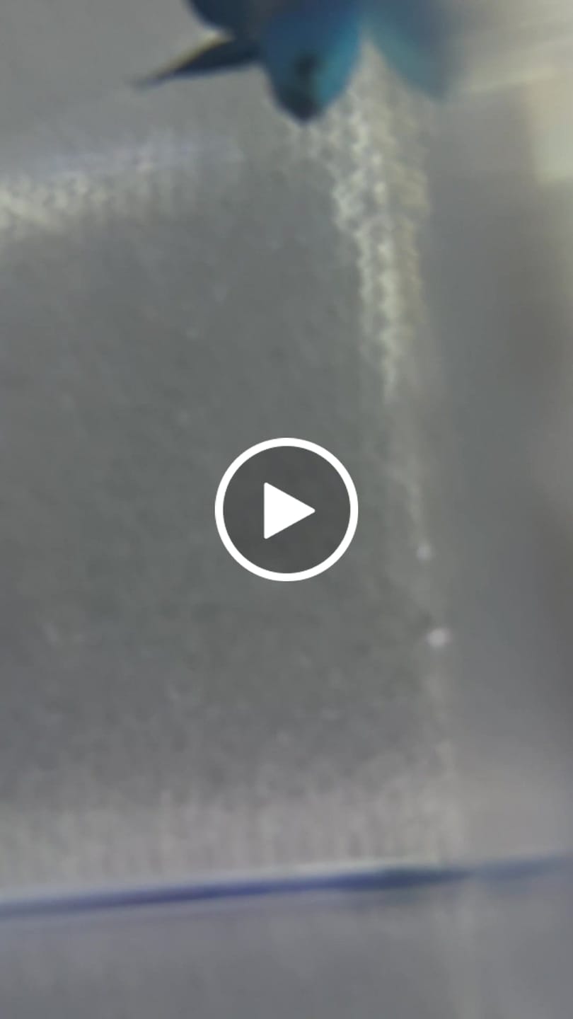 Customer video review of Betta Fish Mystery Box