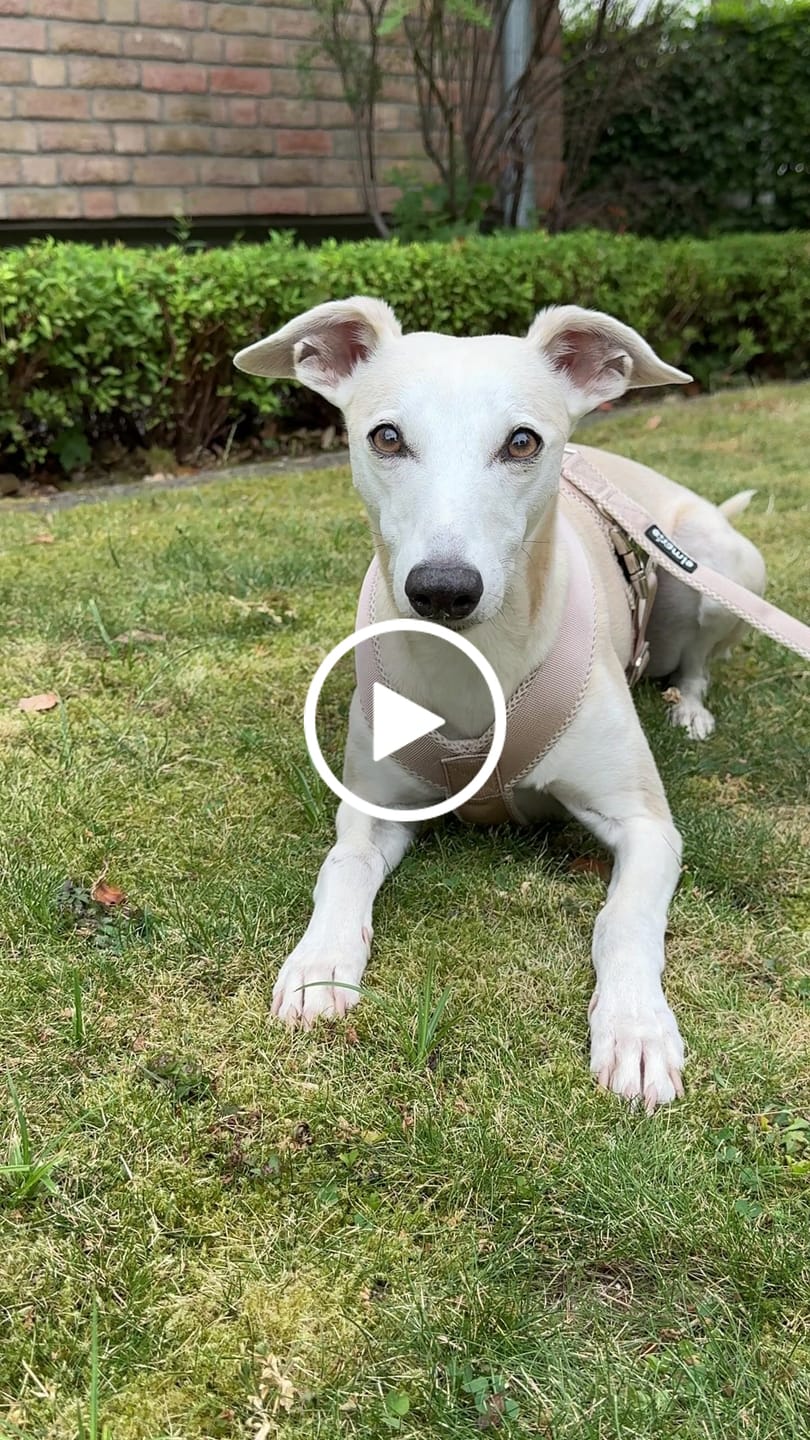 Customer video review of Windhundgeschirr PRO "Marzipan"
